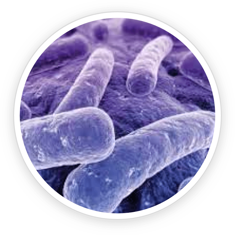 B.lactis BL-04® probiotic strain